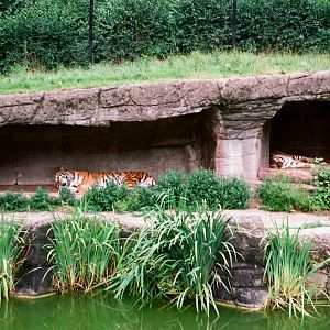 Tierpark Hagenbeck 1991 - Siberian Tiger exhibit