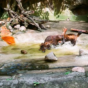 Tierpark Hagenbeck 1991 - Wolverine fighting