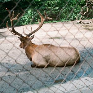 Tierpark Hagenbeck 1991 - Wapiti bull