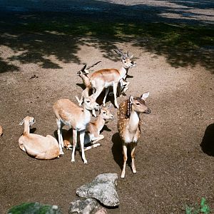 Tierpark Hagenbeck 1991 - Deer enclosure