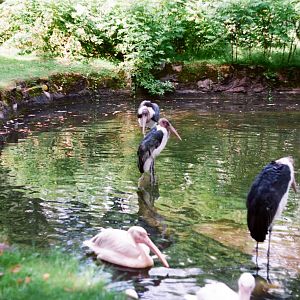 Tierpark Hagenbeck 1991 - Marabu Storks and Pelican