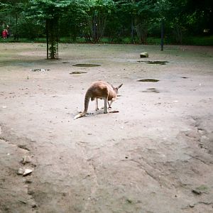Tierpark Hagenbeck 1991 - Kangaroo exhibit