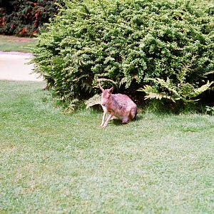 Tierpark Hagenbeck 1991 - Free-ranging Mara