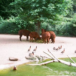 Tierpark Hagenbeck 1991 - Alpaca enclosure
