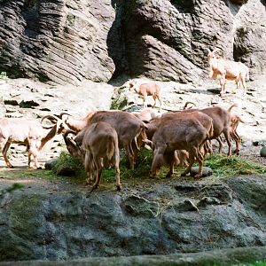 Tierpark Hagenbeck 1991 - Barbary Sheep feeding