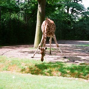 Tierpark Hagenbeck 1991 - Giraffe enclosure