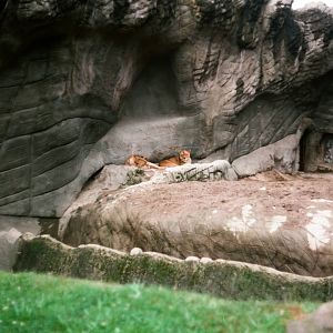 Tierpark Hagenbeck 1991 - Lion exhibit