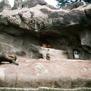 Tierpark Hagenbeck 1991 - Lion exhibit
