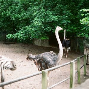 Tierpark Hagenbeck 1991 - Ostriches and Zebra