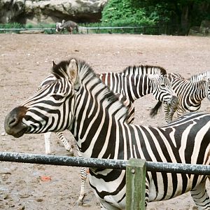 Tierpark Hagenbeck 1991 - Zebra and Ostrich enclosure