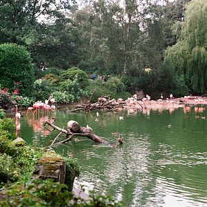 Tierpark Hagenbeck 1991 - Flamingo Lagoon