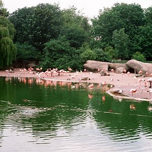 Tierpark Hagenbeck 1991 - Flamingo Lagoon
