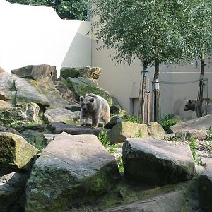 Allwetterzoo Munster 2004 - Syrian Brown Bear exhibit