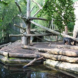 Allwetterzoo Munster 2004 - Malayan Sun Bear exhibit