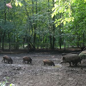 Allwetterzoo Munster 2004 - Wild Boar enclosure