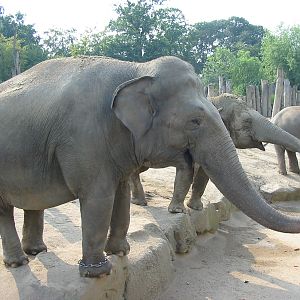 Allwetterzoo Munster 2004 - Visitors feeding Elephants