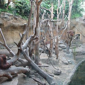Allwetterzoo Munster 2004 - Inside the Orangutan House