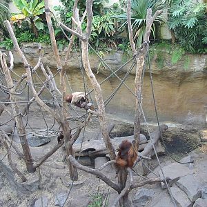 Allwetterzoo Munster 2004 - Inside the Orangutan House