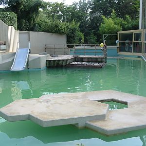 Allwetterzoo Munster 2004 - Grey Seal pool