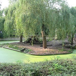 Allwetterzoo Munster 2004 - Lion exhibit