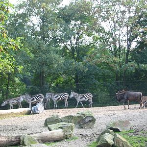 Allwetterzoo Munster 2004 - Zebra and Wildebeest paddock