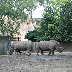 Allwetterzoo Munster 2004 - White Rhinoceros exhibit