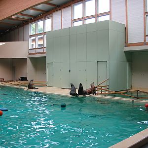 Allwetterzoo Munster 2004 - Inside the Sea Lion and Dolphin House