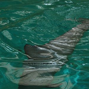 Allwetterzoo Munster 2004 - Paco the Guyana Coast Tucuxi