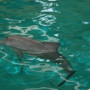 Allwetterzoo Munster 2004 - Paco the Guyana Coast Tucuxi