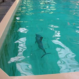 Allwetterzoo Munster 2004 - Paco the Guyana Coast Tucuxi