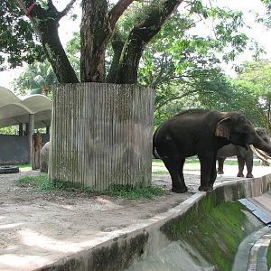 Zoo Negara Malaysia - Elephant exhibit from the left