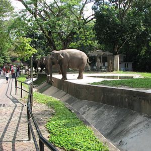 Zoo Negara Malaysia - Elephant exhibit from the right