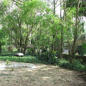 Zoo Negara Malaysia - Malayan Tapir exhibit next to the big cat exhibits