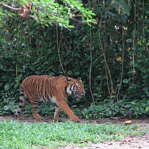 Zoo Negara Malaysia - Malayan or Bengal Tiger?