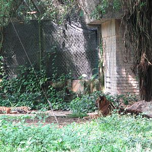 Zoo Negara Malaysia - Sumatran Tigers