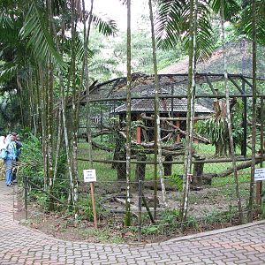 Zoo Negara Malaysia - Indian Leopard enclosure