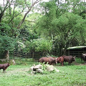 Zoo Negara Malaysia - Ankole Cattle