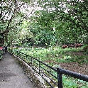 Zoo Negara Malaysia - Along the Ankole Cattle enclosure