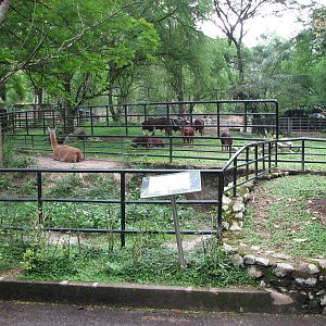 Zoo Negara Malaysia - Guanaco and Ankole Cattle enclosures