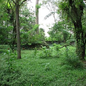 Zoo Negara Malaysia - Sumatran Serow exhibit