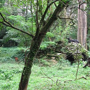 Zoo Negara Malaysia - Sumatran Serow exhibit