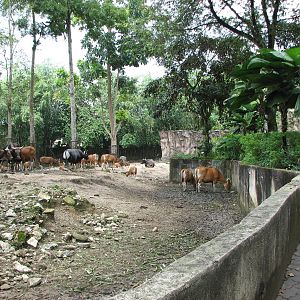 Zoo Negara Malaysia - Large Bateng group