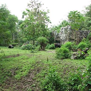 Zoo Negara Malaysia - Malayan Gaur paddock