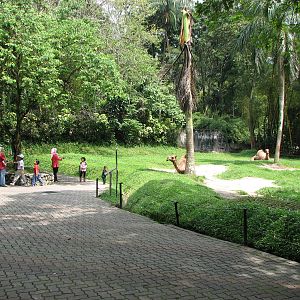 Zoo Negara Malaysia - Arabian Camel enclosure