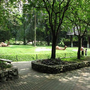 Zoo Negara Malaysia - Arabian Camel enclosure