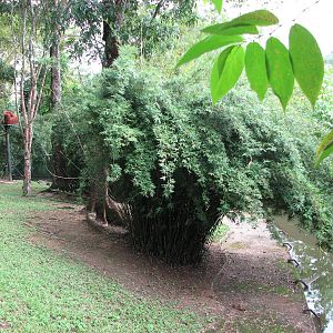 Zoo Negara Malaysia - Sumatran Orangutan exhibit