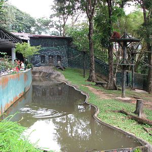 Zoo Negara Malaysia - Sumatran Orangutan exhibit
