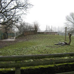 Current Przewalski's Horse exibit