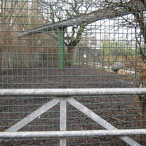 Giant Anteaters future home.