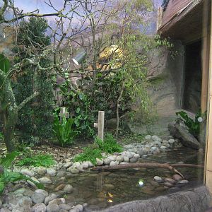 Islands in Danger Iguana developments